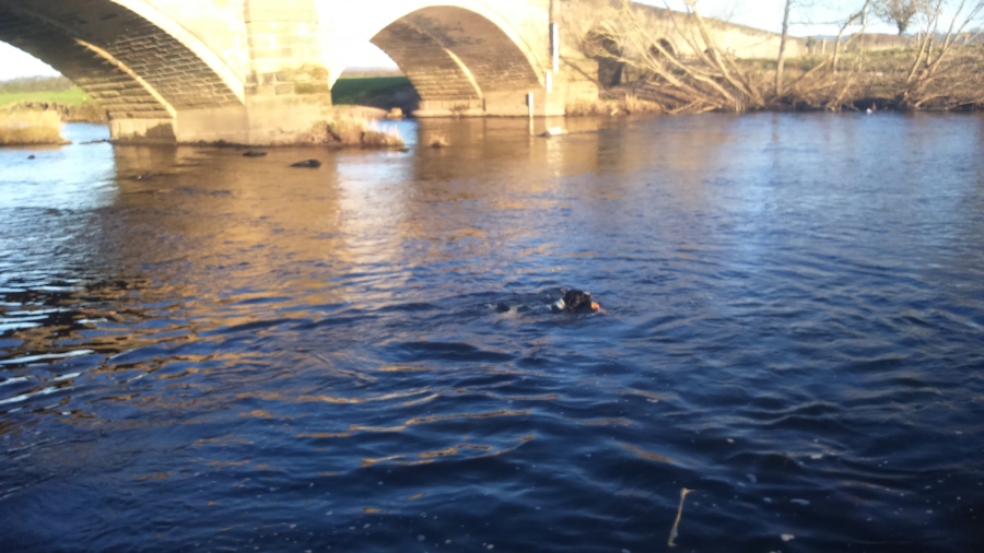ben swimming in the river wharfe pool in wharfedale